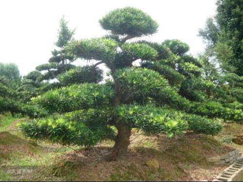 务川两男子盗伐11株罗汉松 6000千元贱卖