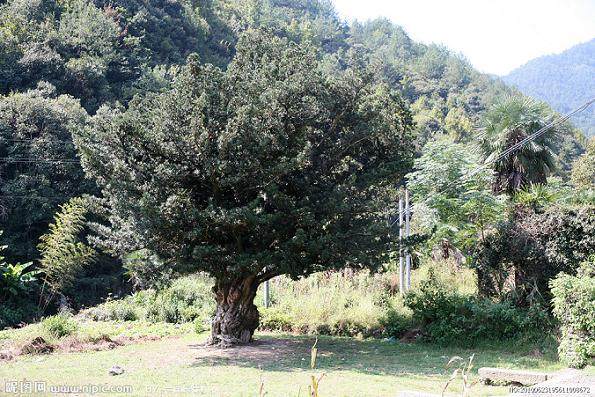 广东深圳边防破获涉嫌走私罗汉松7棵