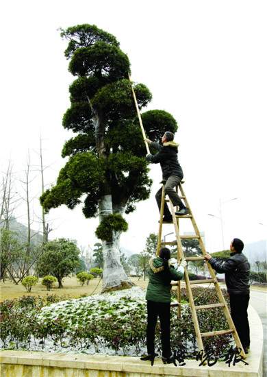 车城广场80万元罗汉松变&ldquo;冰雕&rdquo;