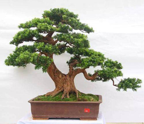 玉博会展馆看点:贵妃罗汉松配件 市场价格在38万元