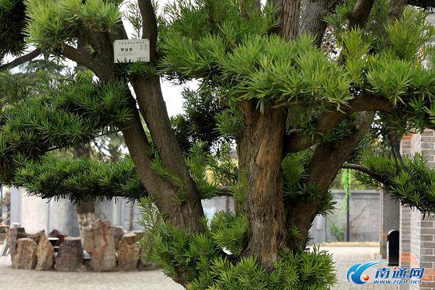 通城百年罗汉松根深叶茂[组图]