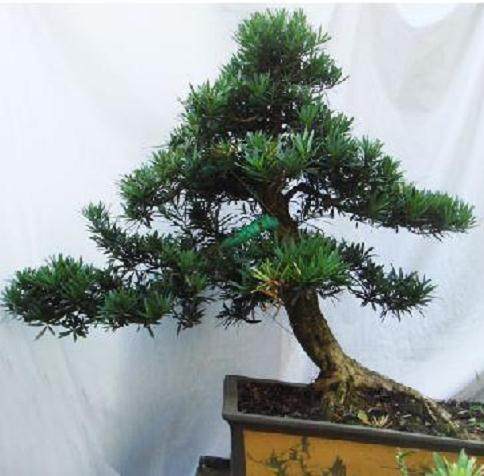 湖南长沙花木之乡财富惊人 2棵罗汉松能换宝马