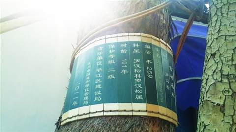 百年罗汉松遭遇虫害困扰 尽快为其洒药救治