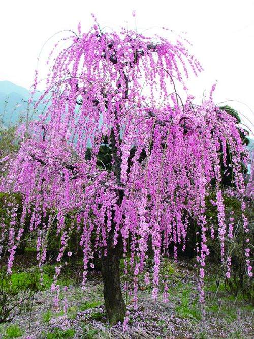 有人种了几十亩樟树、桂花,还不如种一棵进口罗汉松产值高