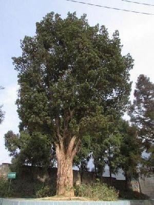 丰都：300年珍稀古树罗汉松