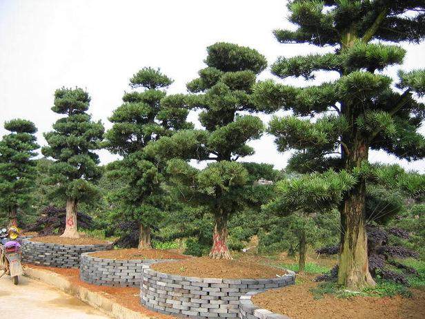 宁波海关斩断罗汉松走私链条