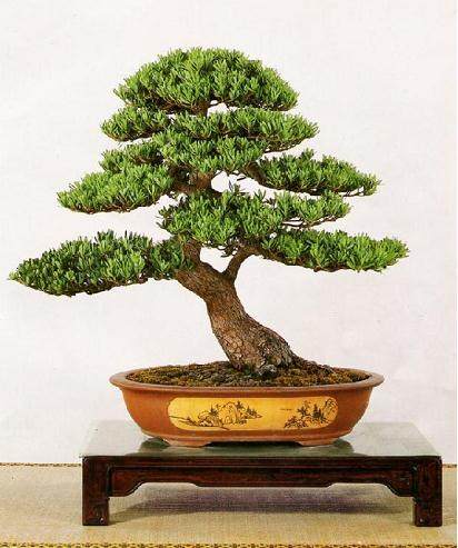 识别雀舌罗汉松要四看