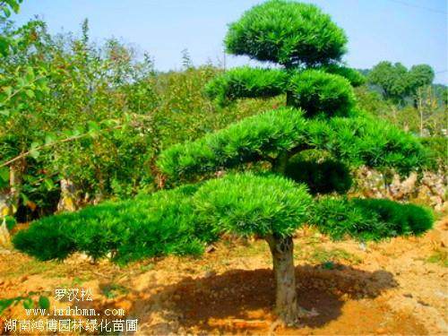 &ldquo;十方罗汉松杯&rdquo; 迎春花市一日摄影比赛启事