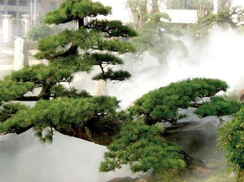 湖南芷江县百亩罗汉松用上配方肥