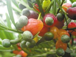 罗汉松上结的是罗汉果吗“浆果”有些涩