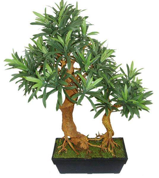 云南：磨憨口岸将成进口植物种苗及罗汉松特定口岸