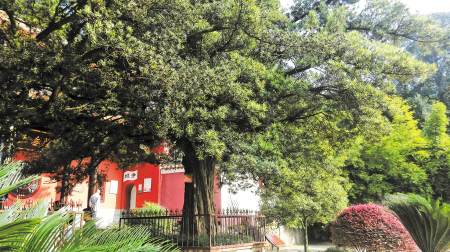 湖南云田苗木基地成为全国最大的罗汉松基地