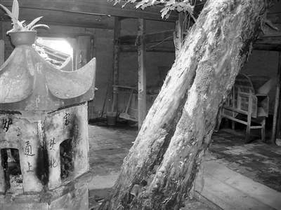 建阳有棵罗汉松树龄500年以上 2个成年人才抱住