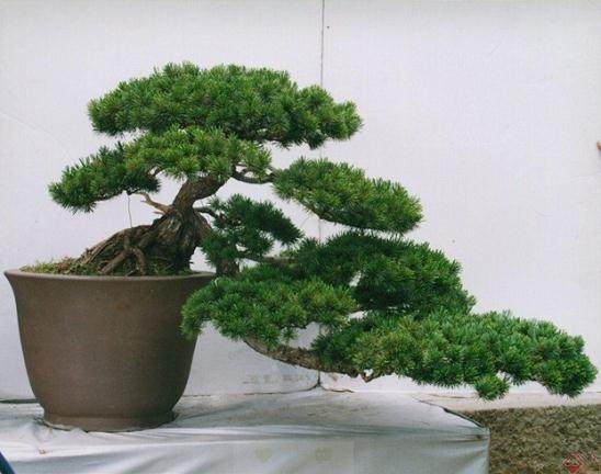 窃走4000元罗汉松低价转卖 被有期徒刑7个月