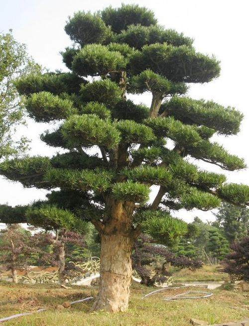 警民联手护土沉香罗汉松