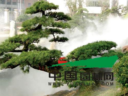 长沙：罗汉松价格持平 香樟下降20％左右