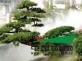 长沙罗汉松盆景价格持平 香樟下降20％左右