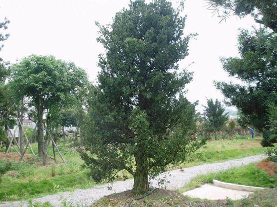 河口申报进境罗汉松特定口岸项目进行初步考核