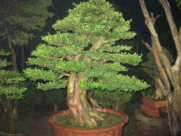 海会寺里的千年罗汉松