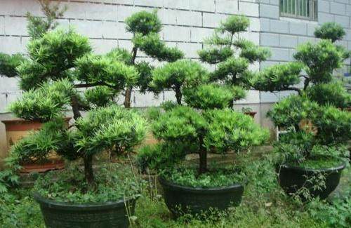 十多万一棵的高档罗汉松进口报关时价格只有5万