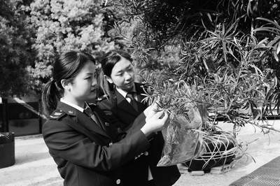 深圳口岸首次进口罗汉松（图）