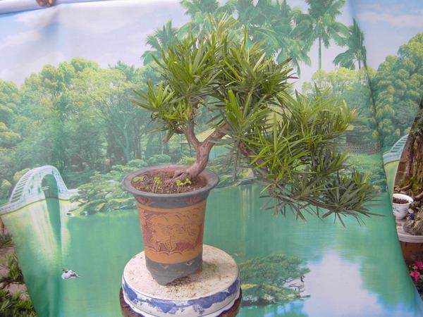 今年首批 日本罗汉松入顺德 价值1.1亿日元