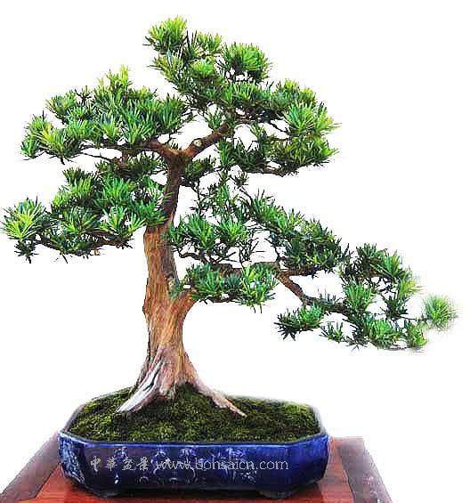 漳州进口罗汉松检疫处理区顺利通过质检总局现场考核