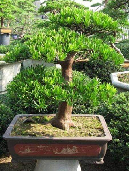 偷野生市场价格在7万~8万元的罗汉松 三男子被批捕