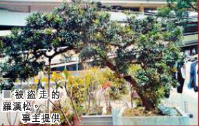 高价罗汉松被连根拔走 主人种40年不肯割爱