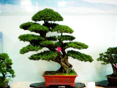 日本罗汉松从顺德勒流港顺利入境 价值1.1亿日元