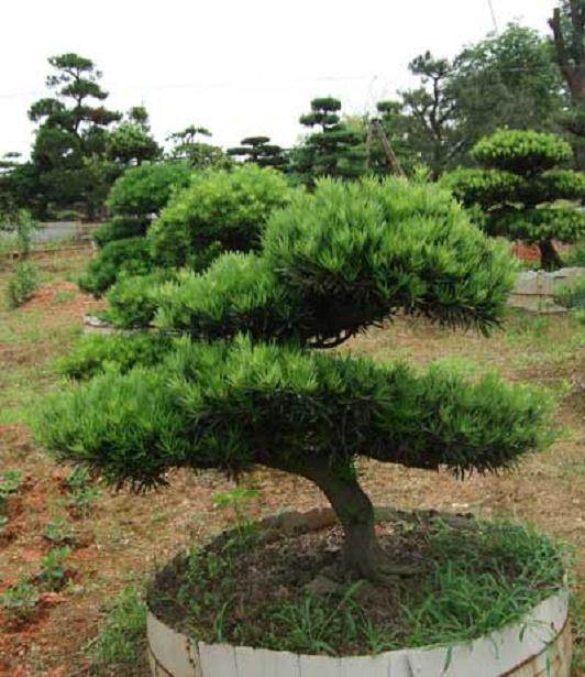 福建口岸首次进口名贵观赏植物罗汉松 价值68万美元