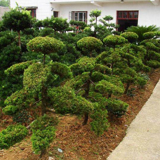 磨憨口岸成为云南省内第一个获批进口罗汉松特定口岸