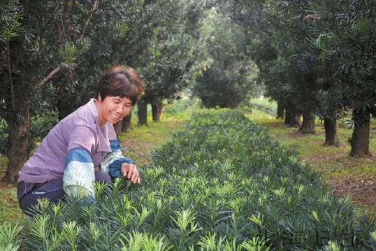 北海打造罗汉松盆景品牌 产值10亿元