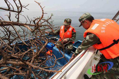 深圳边防查获走私罗汉松案 涉案金额达30万