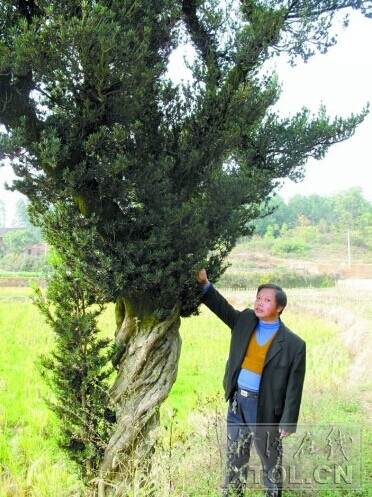 湘潭罗汉松之王322岁 有人曾出价50万购买