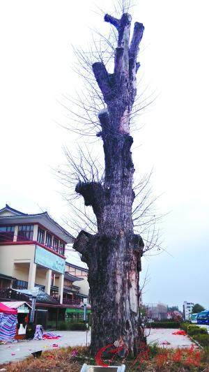 广州千岁罗汉松遭偷挖 约三分之一根部遭到破坏