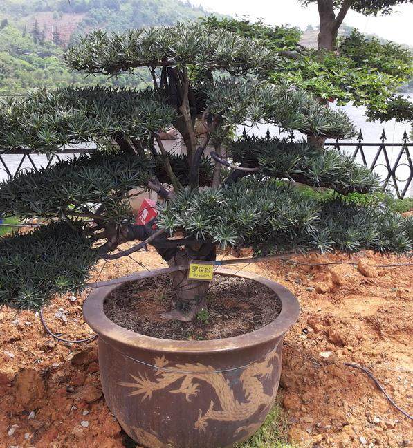 罗汉松很漂亮两人把它们扛回了家