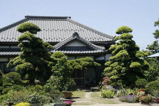 全国15％进口苗木从宁波走 罗汉松入境量增80％