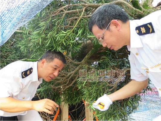 进口的日本罗汉松含多种有害生物 可怕!日本罗汉松带64种有害生物入顺德