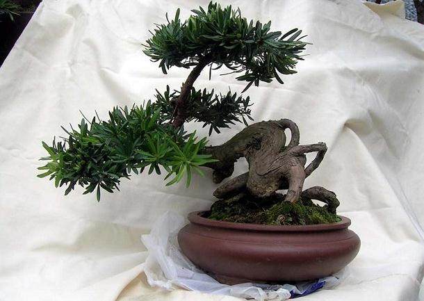 38万元买了两棵罗汉松卖家写保证书:树死了我赔