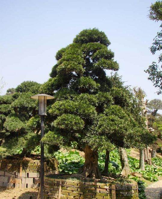 北海市银海区罗汉松种植示范区总体规划设计竞争性谈判采购更正公告