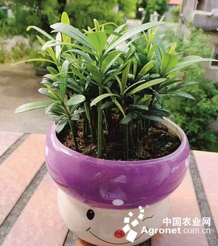 罗汉松种子能返老还童?(图)