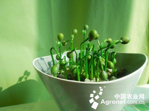 罗汉松种子能返老还童?(图)