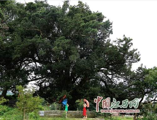 遂川县千年罗汉松入选全国百株中华人文古树名录