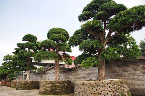 云霄台湾罗汉松种植基地面积达1000余亩 每年增收500多万元