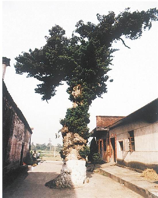 700岁罗汉松还能迎来春天吗