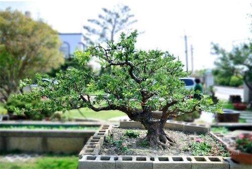 家具店老板迷信风水 盗14万罗汉松转运被刑拘