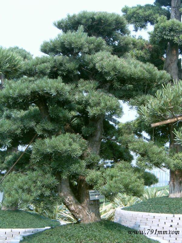 700岁罗汉松“病入膏肓” 树身挂数十个“营养桶”