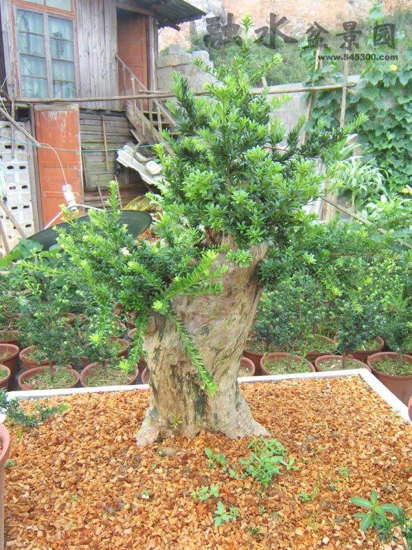 珠海查获被盗挖珍稀植物罗汉松91株