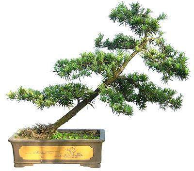 战士岛上发现价值百万罗汉松 拒30万贿赂寻失主